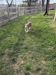 Found/Stray Male Dog last seen Karns, in Copper Ridge Neighborhood , Knoxville, TN 37931