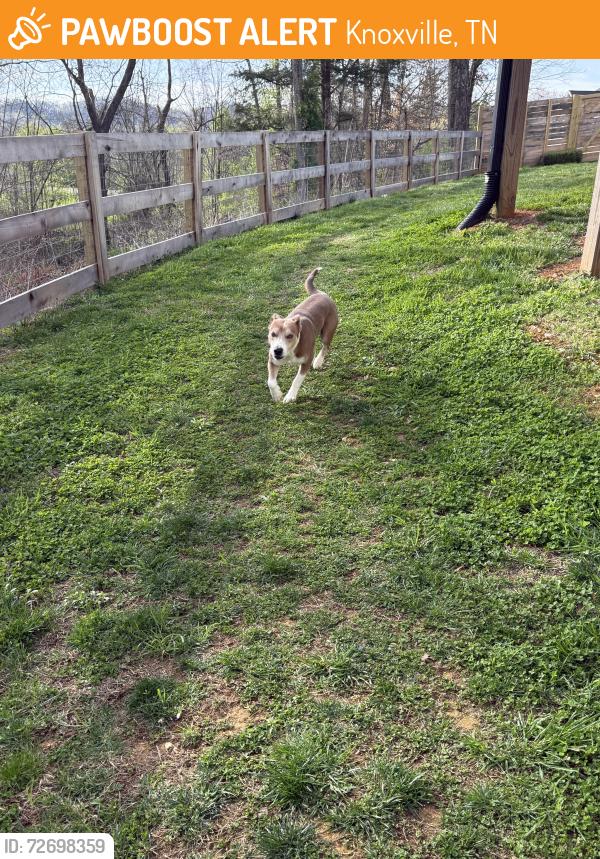 Found/Stray Male Dog last seen Karns, in Copper Ridge Neighborhood , Knoxville, TN 37931