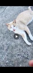 Found/Stray Unknown Cat last seen Bryn haven community , Sanford, FL 32773