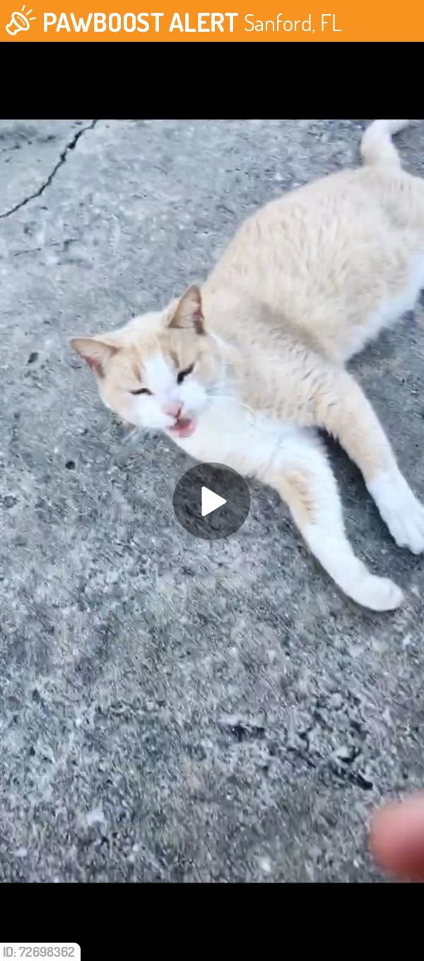 Found/Stray Unknown Cat last seen Bryn haven community , Sanford, FL 32773