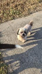 Found/Stray Male Dog last seen 802, between Weslaco & McAllen Rd, Brownsville, TX 78520