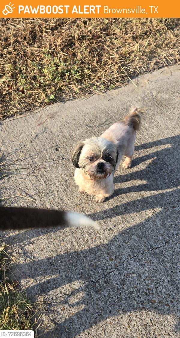 Found/Stray Male Dog last seen 802, between Weslaco & McAllen Rd, Brownsville, TX 78520