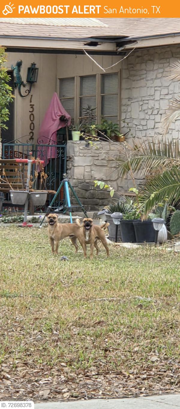 Found/Stray Unknown Dog last seen El Marro, San Antonio, TX 78233
