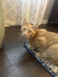 Lost Male Cat last seen McAlpin and Shallow creek drive , Midlothian, TX 76065