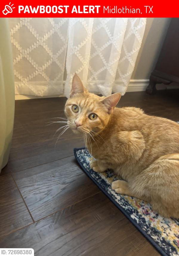 Lost Male Cat last seen McAlpin and Shallow creek drive , Midlothian, TX 76065