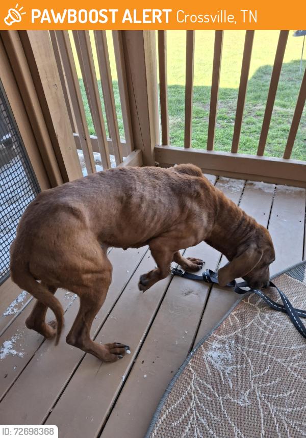 Found/Stray Female Dog last seen Hwy 127S, Brown Rd, Crossville, TN 38555
