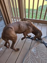 Found/Stray Female Dog last seen Hwy 127S, Brown Rd, Crossville, TN 38555