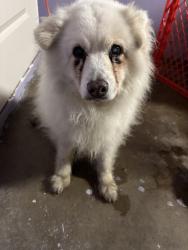 Found/Stray Unknown Dog last seen Elkelton blvd and Jamacha road , San Diego, CA 92114