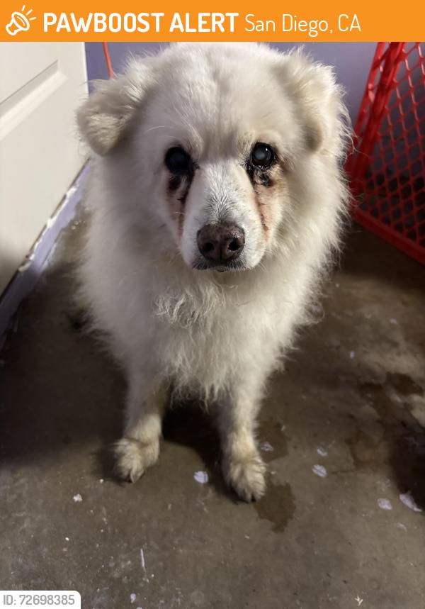 Found/Stray Unknown Dog last seen Elkelton blvd and Jamacha road , San Diego, CA 92114