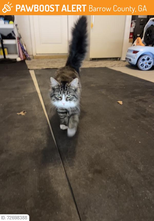 Found/Stray Male Cat last seen tom miller road, Barrow County, GA 30620