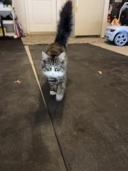 Found/Stray Male Cat last seen tom miller road, Barrow County, GA 30620