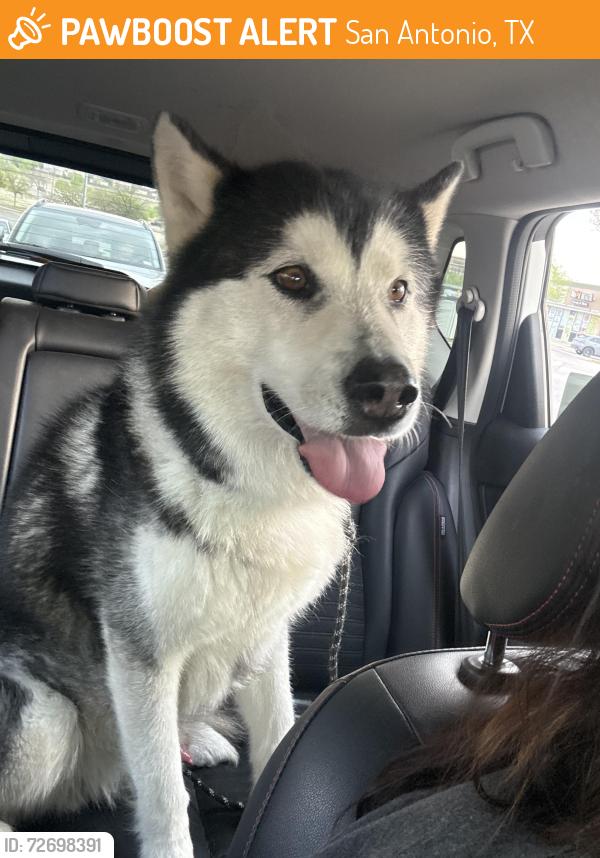 Found/Stray Male Dog last seen Military and Ellison , San Antonio, TX 78251