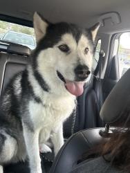 Found/Stray Male Dog last seen Military and Ellison , San Antonio, TX 78251