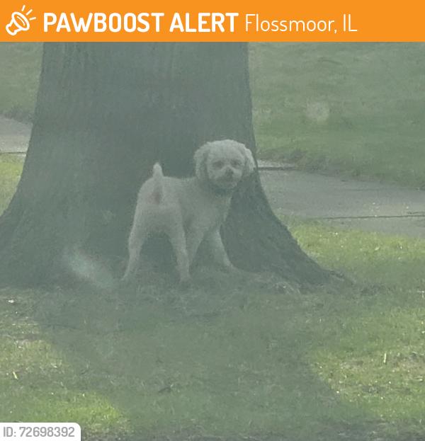Found/Stray Male Dog last seen Hutchison Road & Collett Lane, Flossmoor, IL 60422
