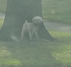 Found/Stray Male Dog last seen Hutchison Road & Collett Lane, Flossmoor, IL 60422