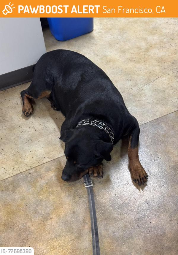 Found/Stray Female Dog last seen Ivy & Buchanan, San Francisco, CA 94102
