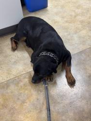 Found/Stray Female Dog last seen Ivy & Buchanan, San Francisco, CA 94102