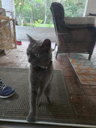Found/Stray Unknown Cat last seen Orchard st, Satsuma, AL 36572