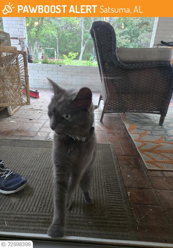 Found/Stray Unknown Cat last seen Orchard st, Satsuma, AL 36572