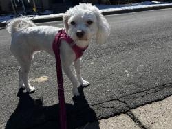 Lost Female Dog last seen MLK & Peoria Sand Creek Park, Aurora, CO 80045