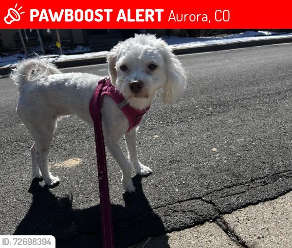 Lost Female Dog last seen MLK & Peoria Sand Creek Park, Aurora, CO 80045