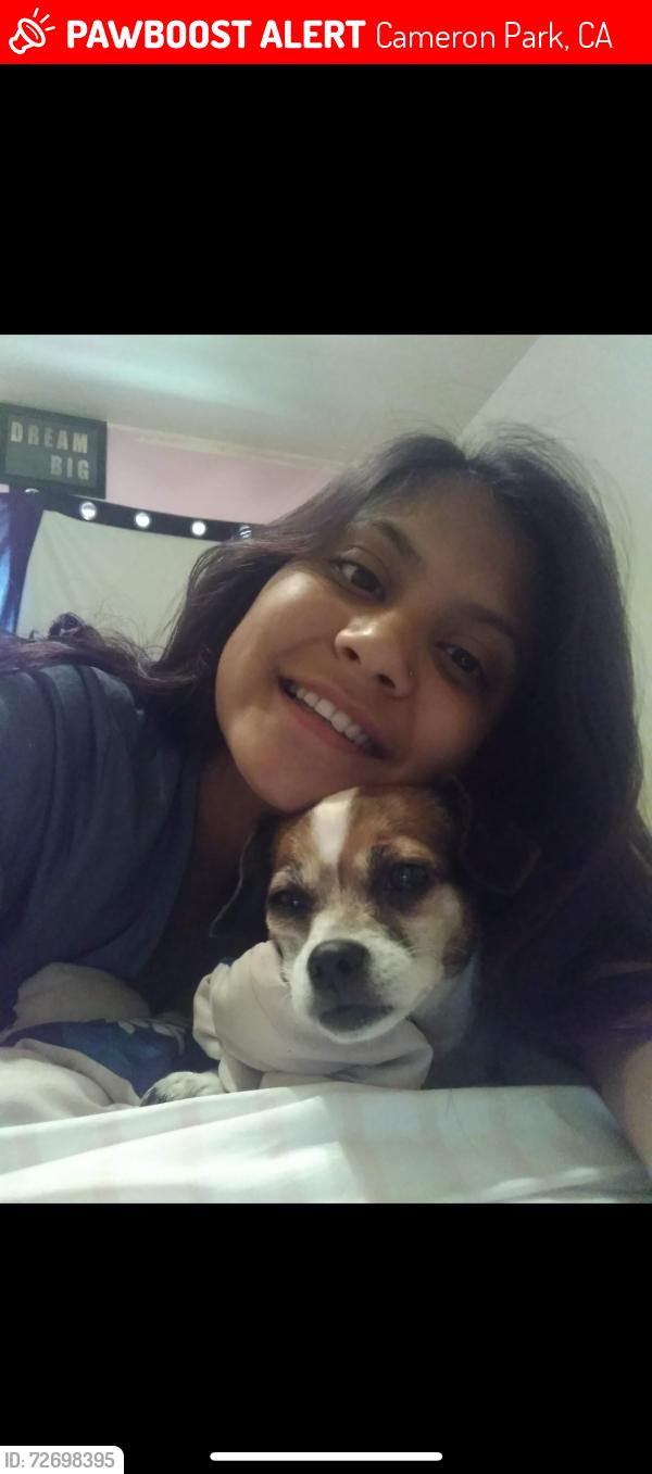 Lost Female Dog last seen Sierra Oak apmts , Cameron Park, CA 95672