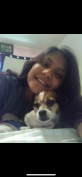 Lost Female Dog last seen Sierra Oak apmts , Cameron Park, CA 95672