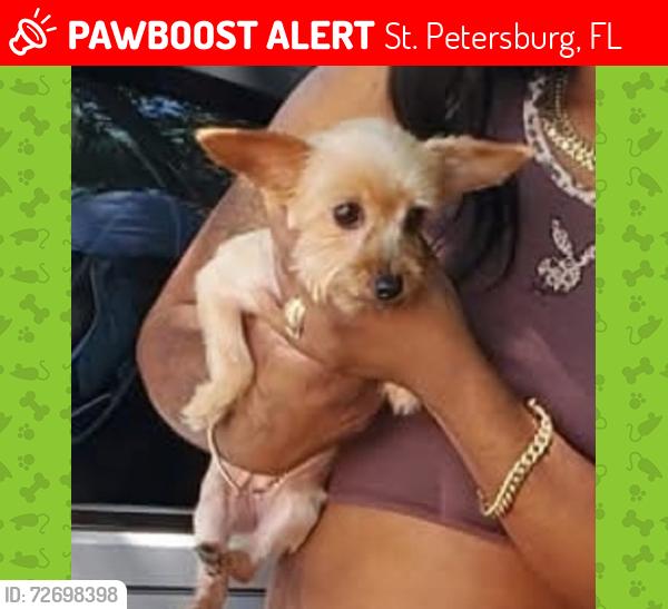 Lost Female Dog last seen Neptune dr se, St. Petersburg, FL 33705