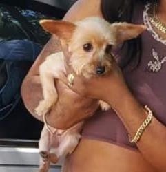 Lost Female Dog last seen Neptune dr se, St. Petersburg, FL 33705