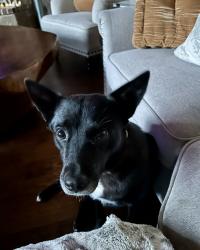 Lost Female Dog last seen County Road 511, Venus, TX 76084