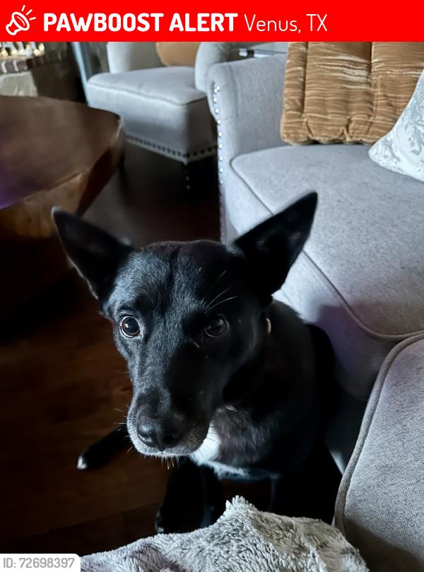 Lost Female Dog last seen County Road 511, Venus, TX 76084
