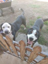 Found/Stray Male Dog last seen Durant and Bismark, Valrico, FL 33596