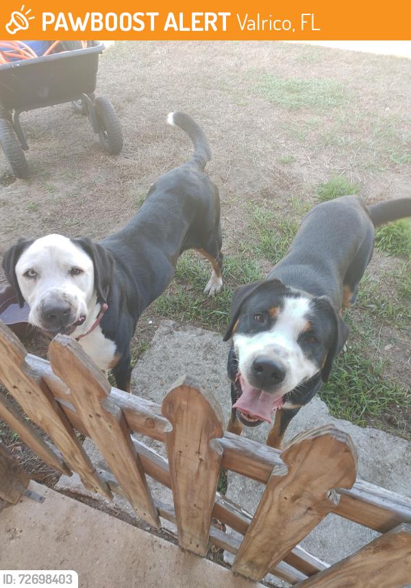 Found/Stray Male Dog last seen Durant and Bismark, Valrico, FL 33596