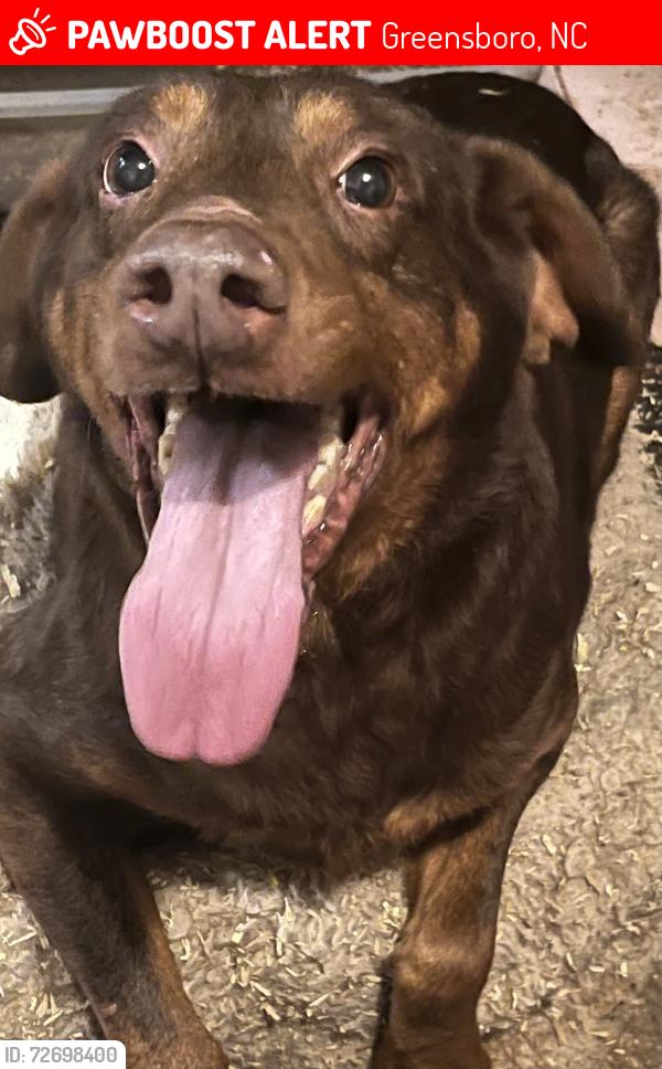 Lost Male Dog last seen Pine needle road, Greensboro, NC 27405
