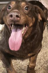 Lost Male Dog last seen Pine needle road, Greensboro, NC 27405