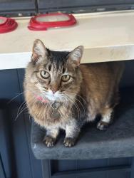 Lost Female Cat last seen Bridgeport , Claremont, CA 91711