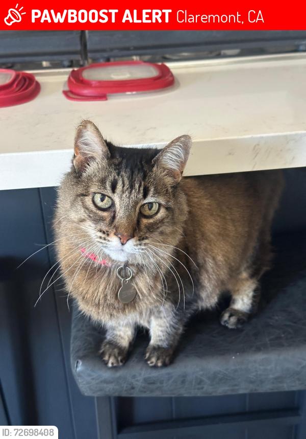 Lost Female Cat last seen Bridgeport , Claremont, CA 91711