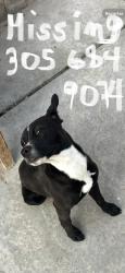 Lost Female Dog last seen Mineral lake dr 89122, Las Vegas, NV 89101