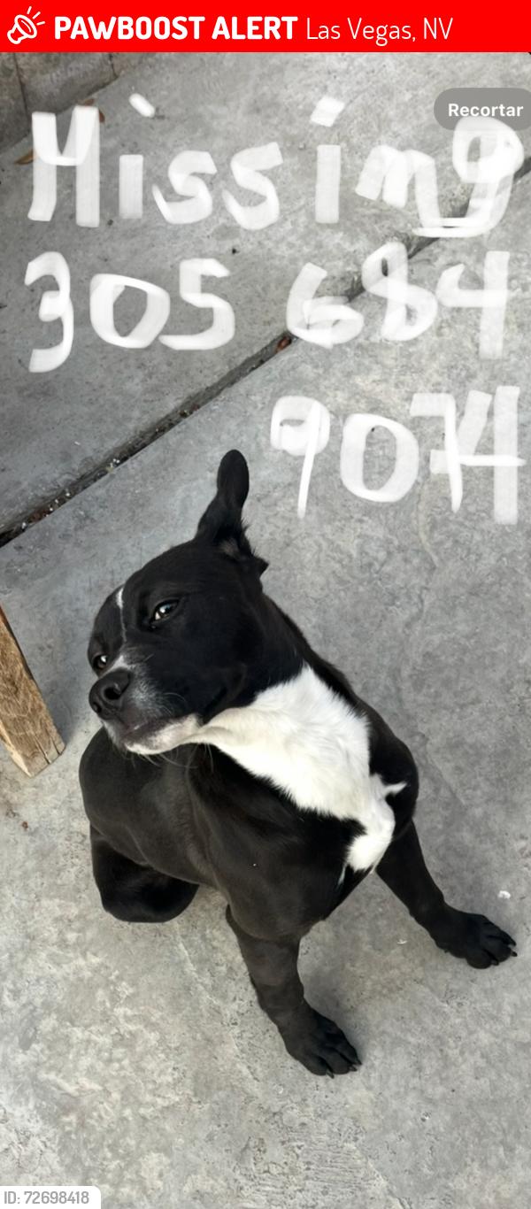 Lost Female Dog last seen Mineral lake dr 89122, Las Vegas, NV 89101