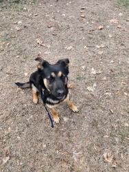 Found/Stray Female Dog last seen commerce and kieth road, West Bloomfield Township, MI 48324