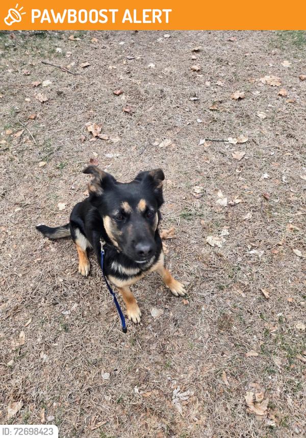 Found/Stray Female Dog last seen commerce and kieth road, West Bloomfield Township, MI 48324