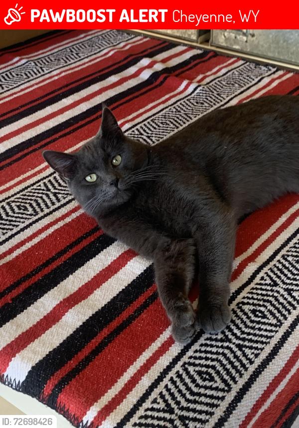 Lost Male Cat last seen Fire Station on N College Dr, Cheyenne, WY 82001