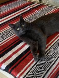 Lost Male Cat last seen Fire Station on N College Dr, Cheyenne, WY 82001