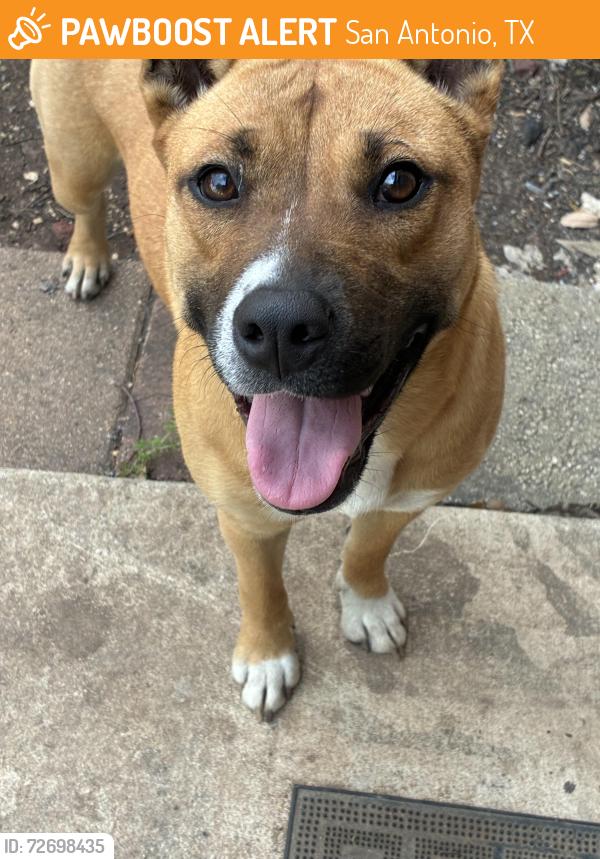 Found/Stray Female Dog last seen Shoal creek drive 8331, San Antonio, TX 78251