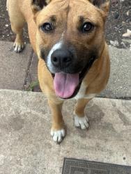 Found/Stray Female Dog last seen Shoal creek drive 8331, San Antonio, TX 78251