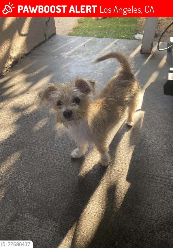 Lost Male Dog last seen saticoy st, Los Angeles, CA 91352