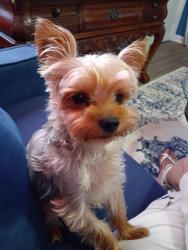 Lost Male Dog last seen Chandler avenue and Sunbury, St. Louis, MO 63136
