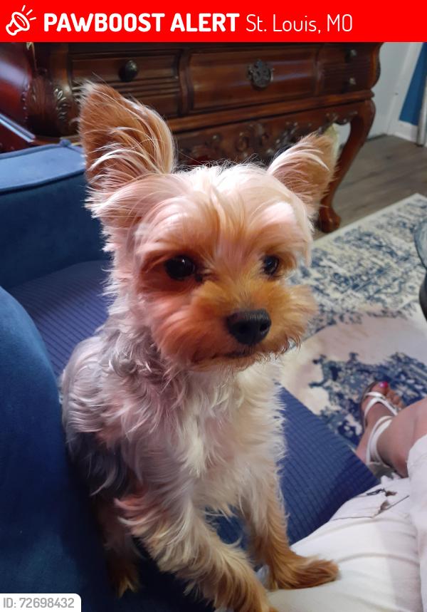 Lost Male Dog last seen Chandler avenue and Sunbury, St. Louis, MO 63136