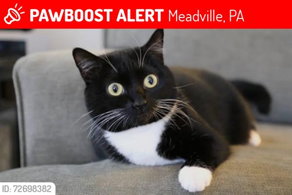 Lost Female Cat last seen Near Meadville, pa exit, Meadville, PA 16335