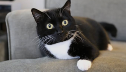 Lost Female Cat last seen Near Meadville, pa exit, Meadville, PA 16335